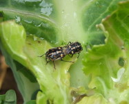 Bagrada bugs mating on cabbage (Pic B10)