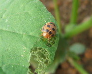 Cucurbit beetle with damage pumpkin leaf (Pic C60)