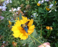 Carpenter bee (adult) on flower (Pic C30)