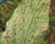 Whitefly pupae on tomato leaf (Pic W11)