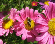 Astylus beetles on flowers (Pic A20)
