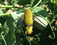 Oriental bee hawk moth adult (Pic O17)