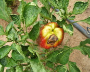 Alternaria rot on pepper (A13)