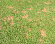 Fusarium symptoms lawn (F10)