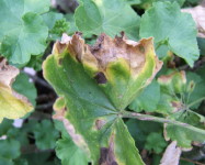 Alternaria blight geranium (A10)