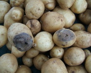 Erwinia potato tuber rot (E31)