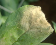 Downy mildew Lisianthus (D21)