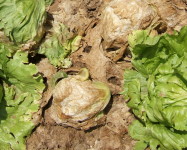Rhizoctonia rot lettuce (R10)