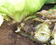 Rhizoctonia rot lettuce (R11)