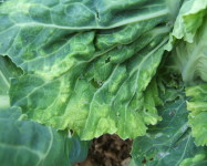 Downy mildew cabbage (D40)