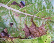 Alternaria leaf spot spinach (A12)