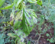 Anthracnose on basil leaf (A30)