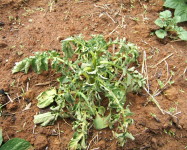 Erwinia rot potato (E30)