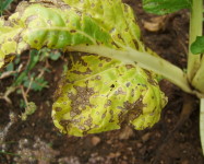 Angular leaf spot spinach (A21)