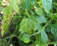 Septoria leaf spot tomato (S20)