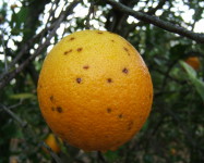Black spot citrus (B25)